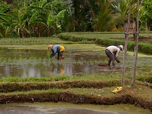 Nyoman Karsa Bungalow Ubud Buitenkant foto